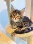 Maine coon чистокръвни, снимка 4