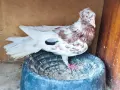 Чилести паламарски гълъби , снимка 1