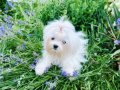 Малтезе,малтийска болонка, снимка 3