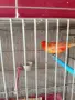 продавам канари, снимка 10