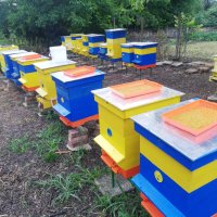 Пчелен прашец - 2024 година, снимка 4 - Пчелни продукти - 41354145