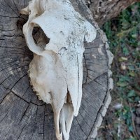 Стар череп от животно, за декорация - 6, снимка 1 - Други - 42365035