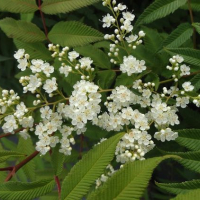 Сорбария, Sorbaria sorbifolia Sem, студоустойчива, снимка 3 - Градински цветя и растения - 44767094