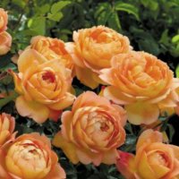 Роза 54, снимка 2 - Градински цветя и растения - 41828015