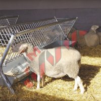 Хранилки/ясли за овце, снимка 16 - За селскостопански - 34655250