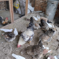 Яйца от Катунски кокошки., снимка 4 - Кокошки и пуйки - 44782136
