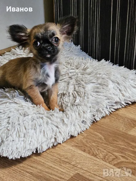 Чихоахуа момче , снимка 1