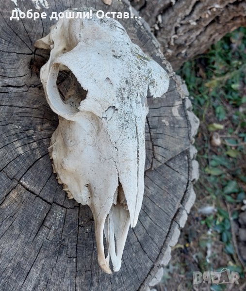 Стар череп от животно, за декорация - 6, снимка 1
