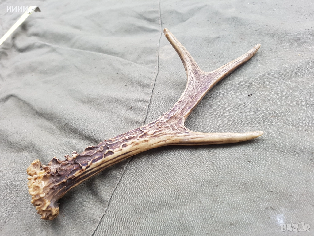 Рог от сръндак 2, снимка 1