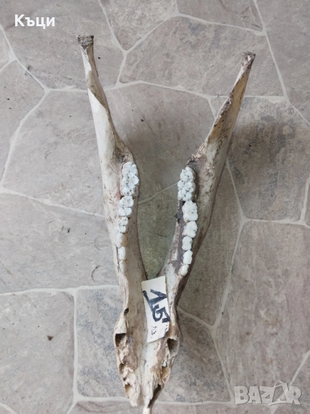 Челюсти от голяма свиня 45сантиметра. , снимка 1