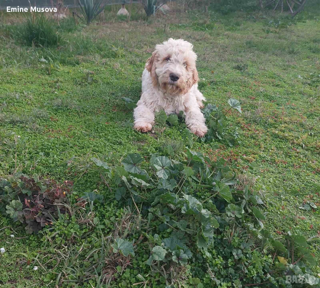 Кокер лагото, снимка 1