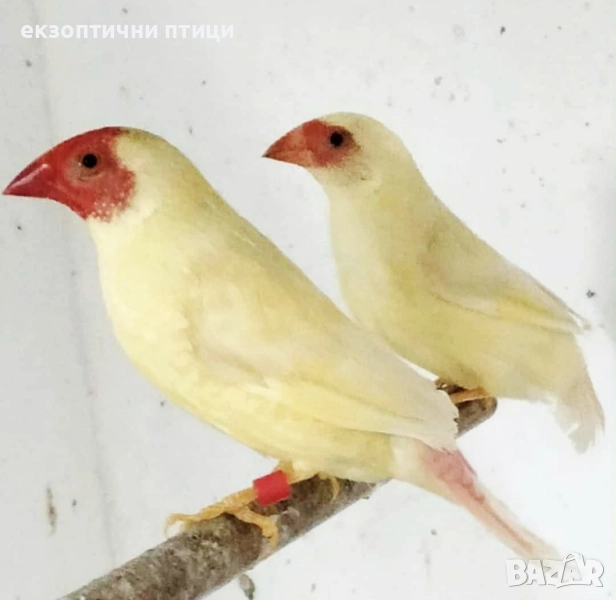 Двойка Тръстикови , снимка 1