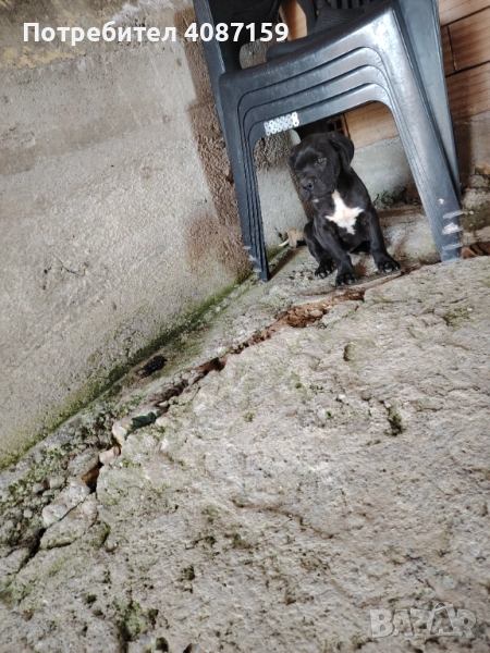 Кане корсо чисто кръвни 2 меситца, снимка 1