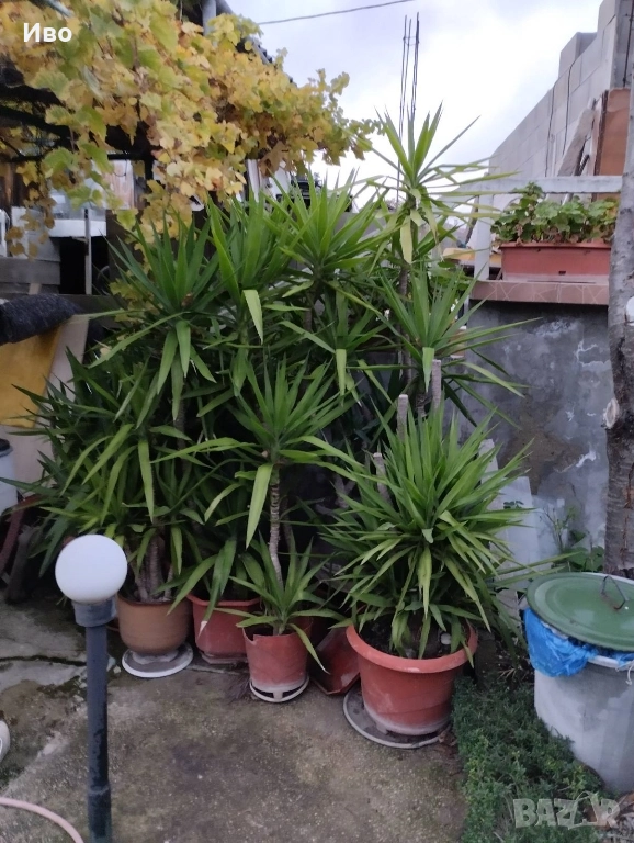 Юки - пауми, снимка 1