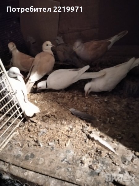 Продавам смеещи се гугутки, снимка 1