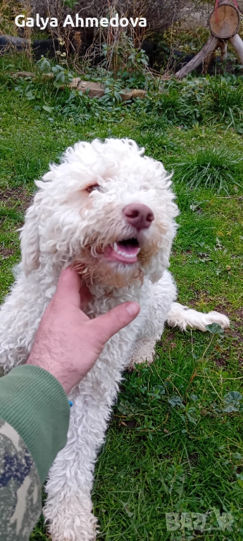 Кучета за труфели лагото романьоло , снимка 1