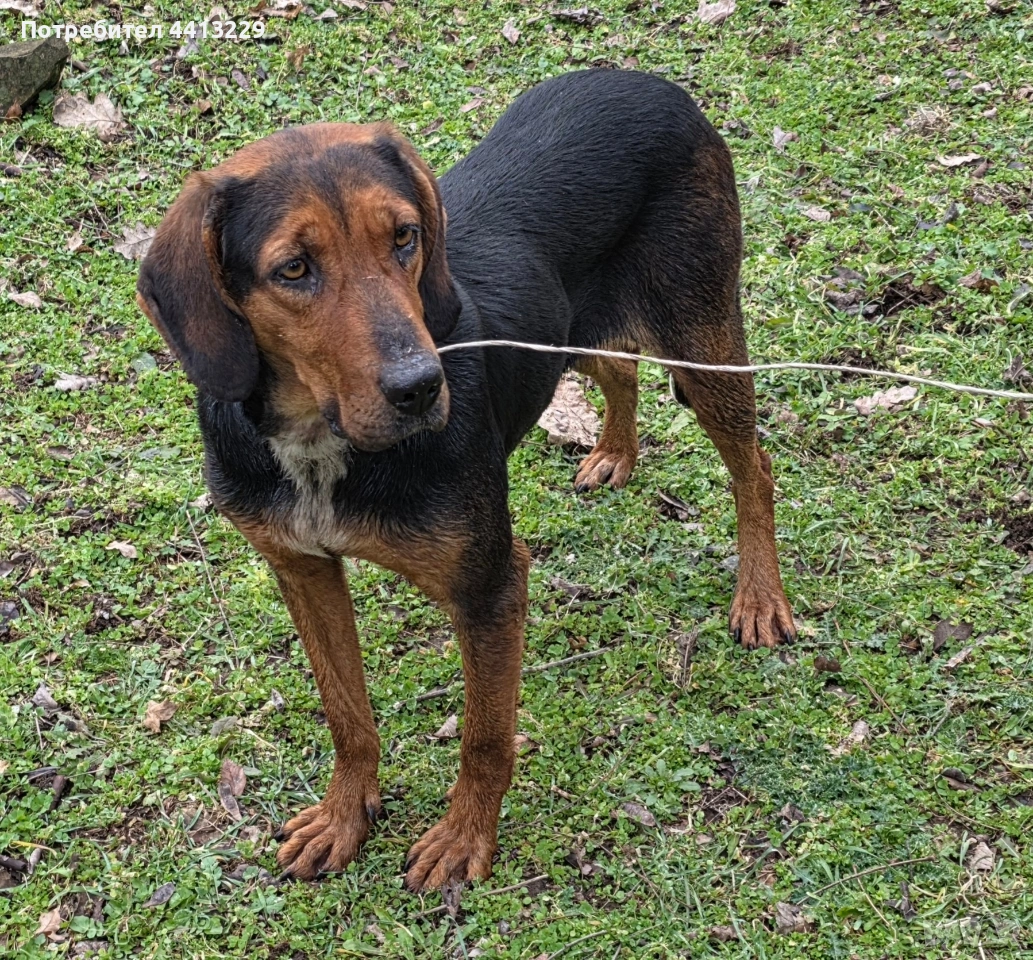 свинар,балканско гонче , снимка 1