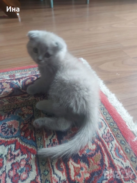 британски котки, снимка 1