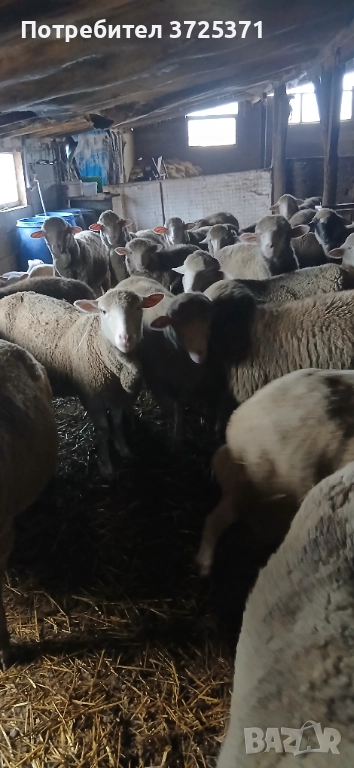 Продавам 26 бр. Овце, снимка 1