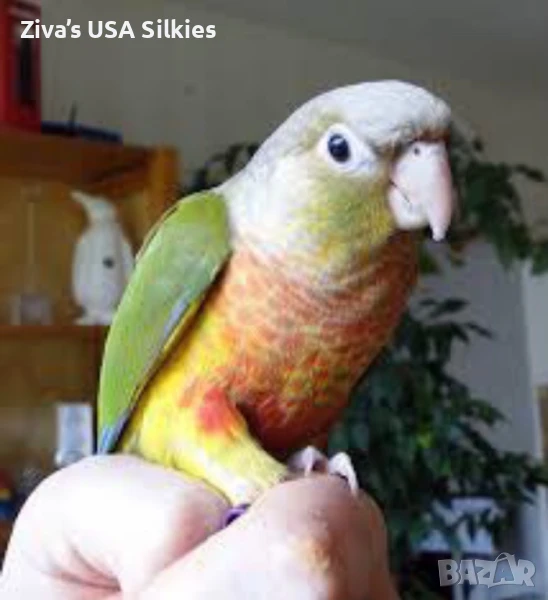 Търся бебе пирура “pineapple” , снимка 1