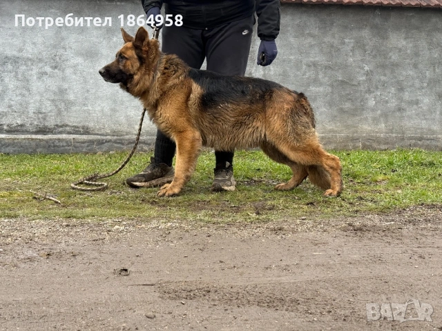 Немско Овчарско Куче Мъжки, снимка 2 - Пекинез - 53456269