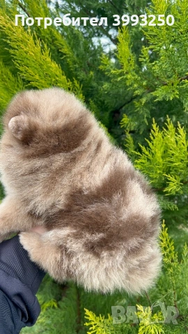 Мини померан момчета, снимка 5 - Померан - 48770049