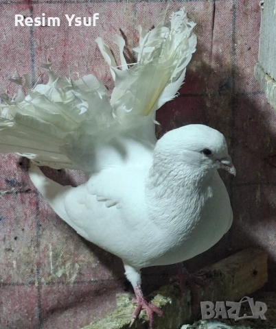 Кошерести галаби, снимка 2 - Гълъби - 53750878