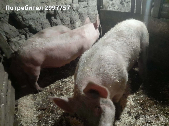 Прасета, снимка 4 - Прасета - 52867355