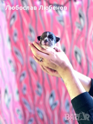 Френски булдог , снимка 7 - Френски булдог - 53639444