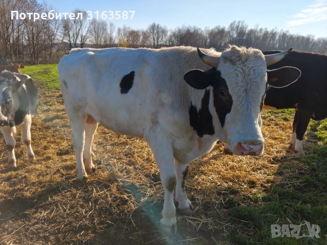 Телета 400-500кг, снимка 6 - Крави - 52809791