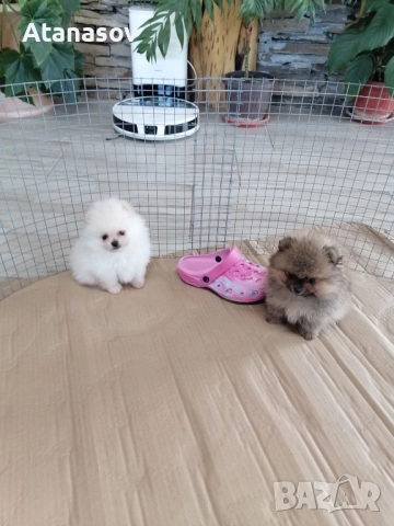 Померан Померанчета, снимка 2 - Померан - 52669553