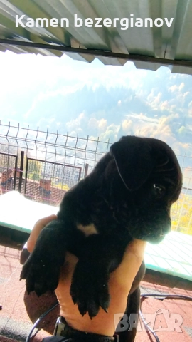 Кане Корсо , снимка 13 - Кане корсо - 52342406