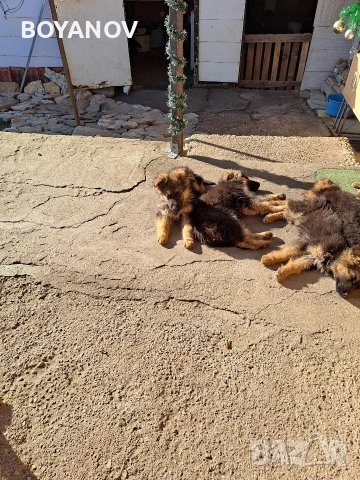 немски овчарки, снимка 8 - Немска овчарка - 52222806