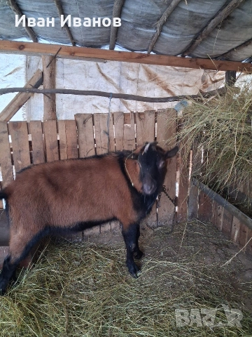 френски алпин, снимка 3 - Кози - 53207944