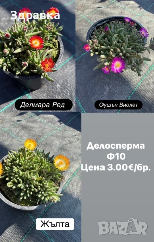 Делосперма 7 цвята 