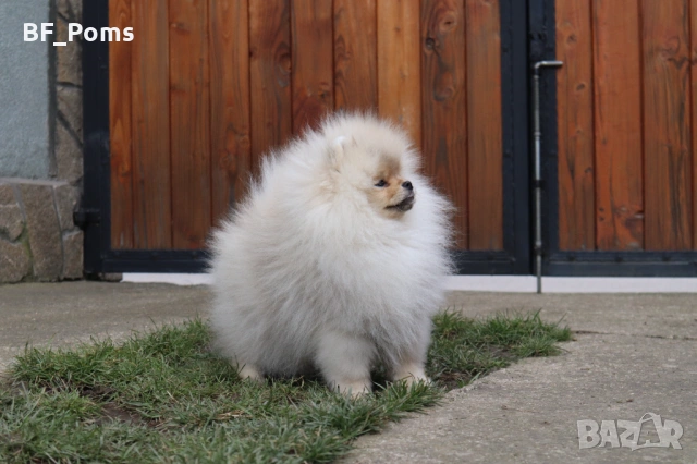 Страхотно момченце померан с родословие FCI, снимка 4 - Померан - 52918943