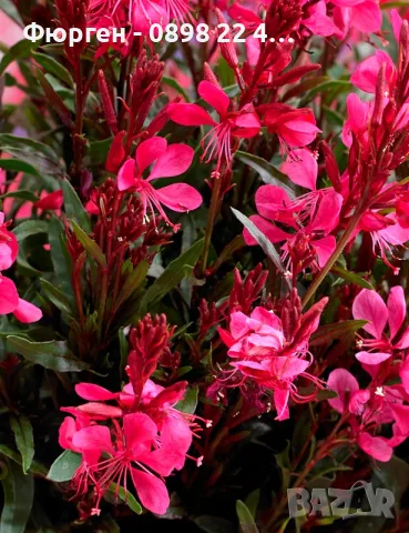 Гаура (Gaura lindheimeri), снимка 9 - Разсади - 55968627