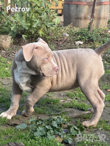 Американско були, снимка 6 - Питбул - 51911928