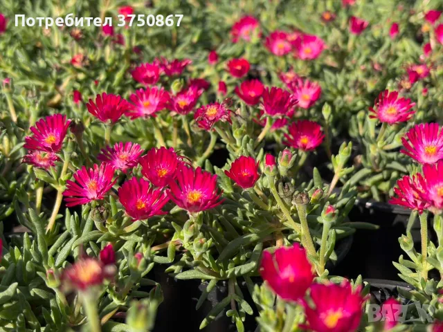 Делосперма/Delosperma cultivars sel® ‘LIDO MAGENTA’, снимка 4 - Градински цветя и растения - 55824387