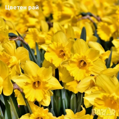 Нарциси в саксия с едри цветове , снимка 2 - Градински цветя и растения - 53658717