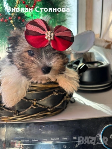 Мъжки мини йорки бивер, снимка 6 - Йоркширски териер - 52937767