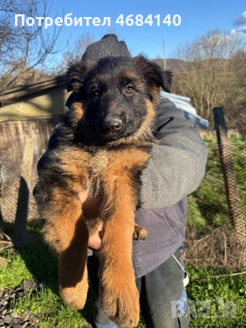 Немска овчарка с дълъг косъм с родословие , снимка 15 - Немска овчарка - 52807212