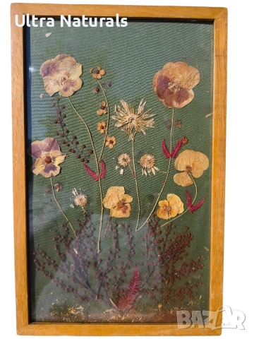 Винтидж хербарий с естествени цветя за декорация на стена