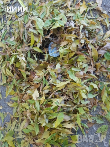 Голям стъпков капан със зъби , снимка 6 - Антикварни и старинни предмети - 52587076