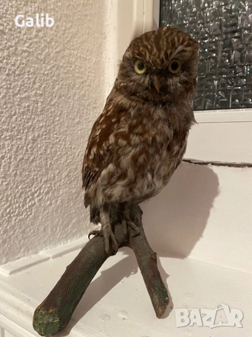 Замразен Бухал 