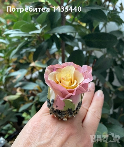 Пръстен от серията “Тайната градина” на дизайнерката Анелия Милчева