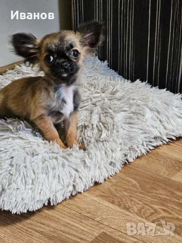 Чихоахуа момче , снимка 1