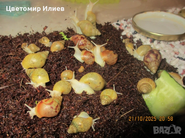 Гигантски африкански охлюви, снимка 4 - Други животни - 51624191