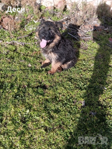 немска овчарка, снимка 2 - Немска овчарка - 53262392