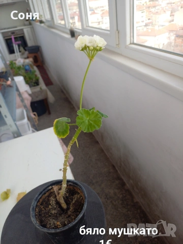 Мушкато , снимка 6 - Градински цветя и растения - 53679174